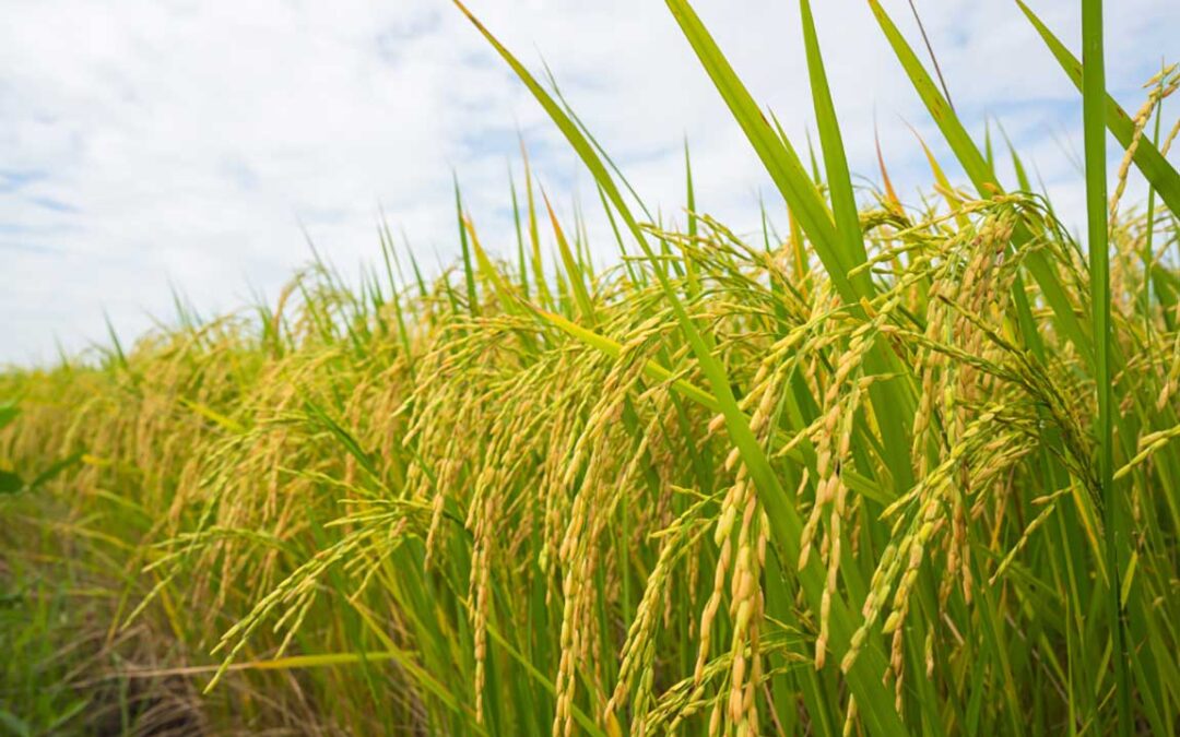 The Rising Demand for Organic Food Products in South India